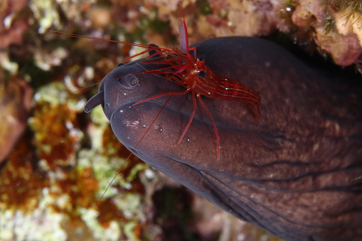 A Monaco shrimp (Lysmata seticaudata) on the head of a Mediterranean moray (Muraena helena) in La Ciotat (south of France)