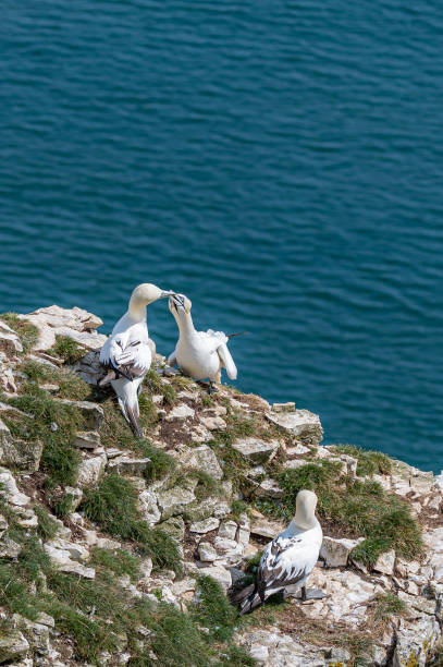 istock Northern gannet, morus bassanus, perched on cliffs 1346223070