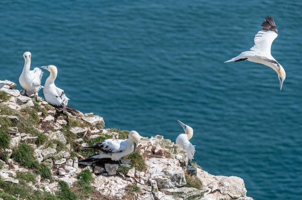 istock Northern gannet, morus bassanus, perched on cliffs 1346223179