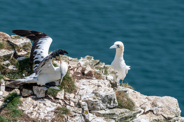 istock Northern gannet, morus bassanus, perched on cliffs 1346223212