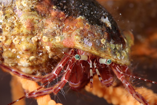 A hermit crab in the French Mediterranean Sea