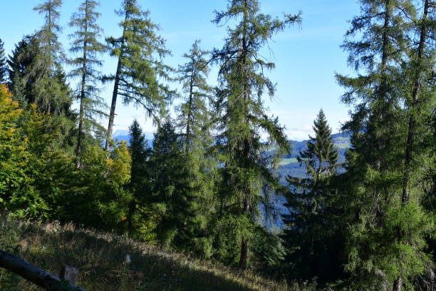 istock A forest in Southtyrol 1346225359