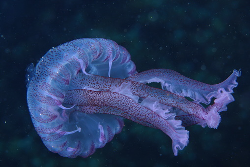 Pink jellyfish (Pelagia noctiluca) in the French Mediterranean Sea