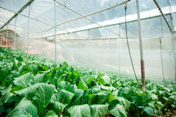 istock Watering greenhouse vegetable farm 1346227219