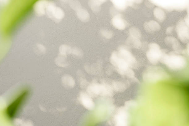 istock Leaves natural shadow bokeh overlay on white texture background, for product presentation, backdrop and mockup, summer seasonal concept, minimal trend style 1346227229