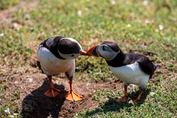 istock Two Atlantic Puffins on Skomer Island During Mating Season 1346227638