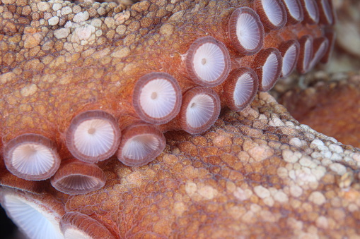 A common octopus (Octopus vulgaris) in La Ciotat in the Calanque National Park in the South of France. Detail of a tentacle and its suckers.