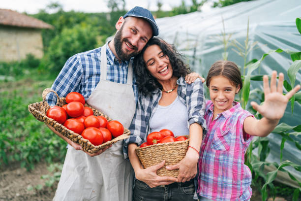 szczęśliwi rolnicy rodzinni trzymający kosze z pomidorami. - farmers market agricultural fair vegetable child zdjęcia i obrazy z banku zdjęć