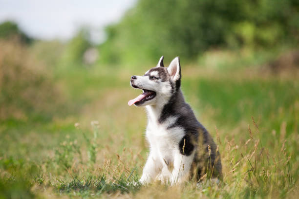 istock Black and white husky puppy in the field 1346229681