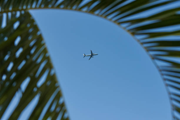 istock Passenger plane in blue sky and palm branch 1346229711