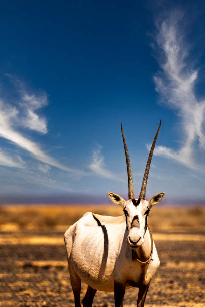 oryx árabe - oryx - fotografias e filmes do acervo