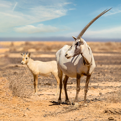 The Arabian Oryx, endangered, is found in the Arabian desert, a wonderful sight to decorate an office with, where it always makes you feel warm