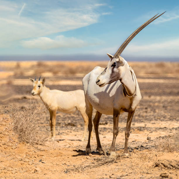 oryx árabe diagonal - oryx - fotografias e filmes do acervo