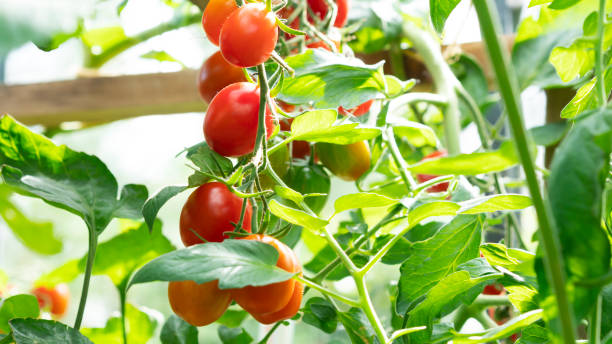 istock Growing red cherry tomato. Farming concept. Selective focus. 1346231104