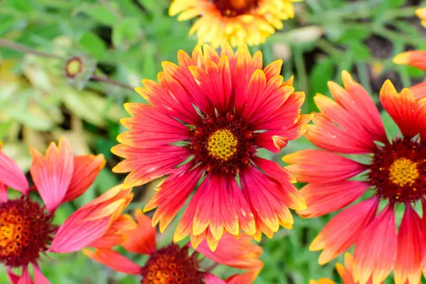 Many vivid red and yellow Gaillardia flowers, common name blanket flower, and blurred green leaves in soft focus, in a garden in a sunny summer day, beautiful outdoor floral background