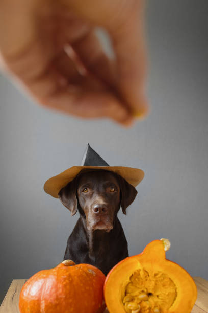 perro retriever con sombrero negro y traje de calabaza de halloween. concepto otoñal con calabaza - five objects audio fotografías e imágenes de stock