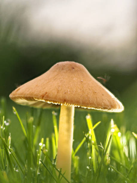 setas que crecen en un césped de hierba - vertical meadow mushroom vegetable fotografías e imágenes de stock