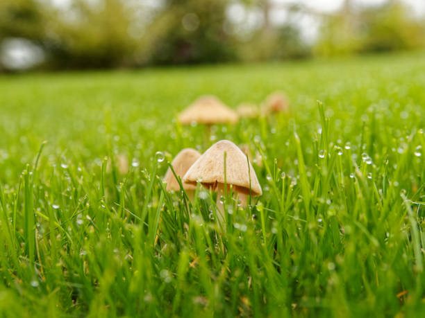 istock Mushrooms growing on a grass lawn 1346232037