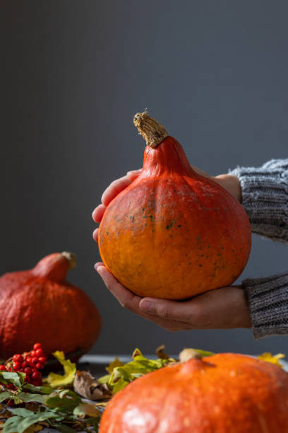 decorações de halloween, uma mulher de suéter cinza segurando abóboras laranjas. conceito de outono com uma abóbora - five objects audio - fotografias e filmes do acervo