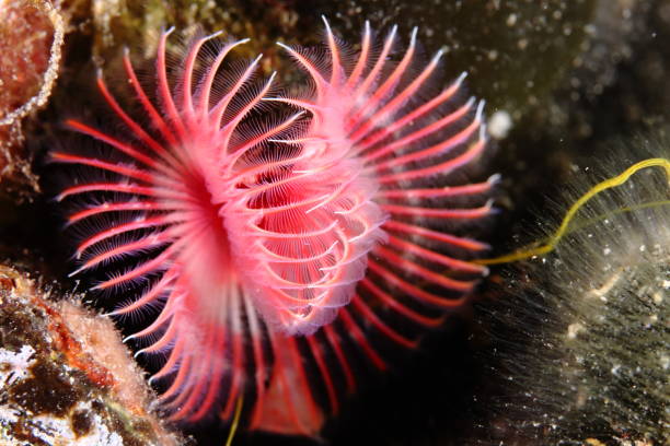 Red tubicolous worm in the Mediterranean Sea stock photo