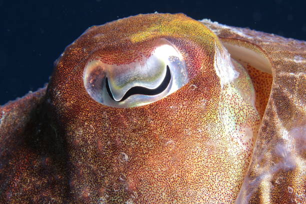 tintenfische im mittelmeer - cuttlefish stock-fotos und bilder