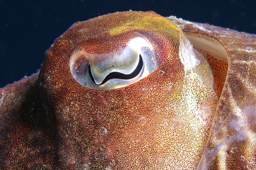 A common cuttlefish (Sepia officinalis) in the Calanques National Park in the South of France.