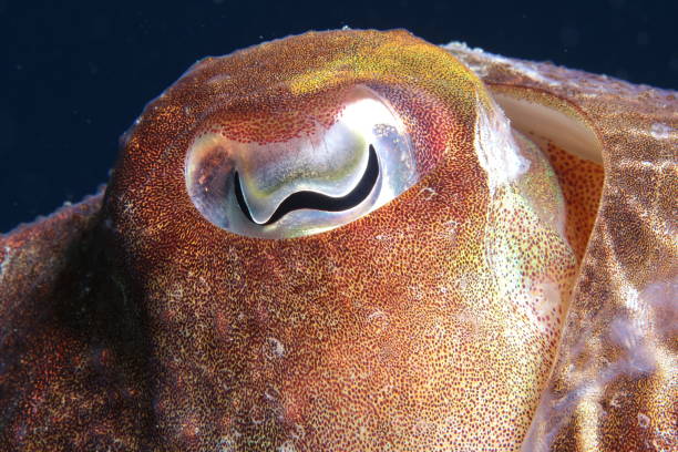 Common cuttlefish in the Mediterranean Sea stock photo