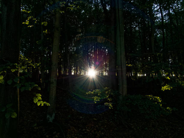 istock Low autumnal sun breaking through the trees at Newmiller Dam 1346232701