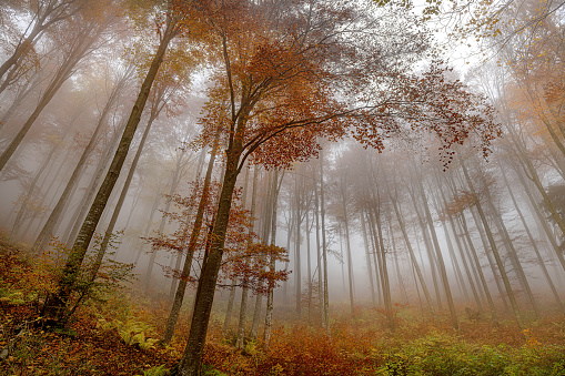 Abstract Autumn Forest in Blurred Motion,Primorska, Julian Alps, Slovenia, Europe
