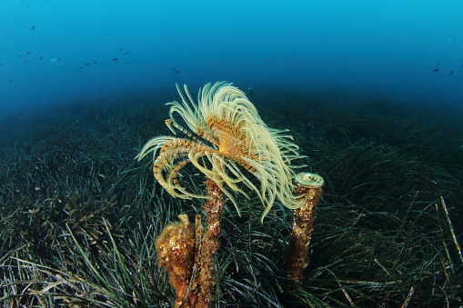 Spiral tube-worm (Sabella spallanzanii) in Corsica (France).