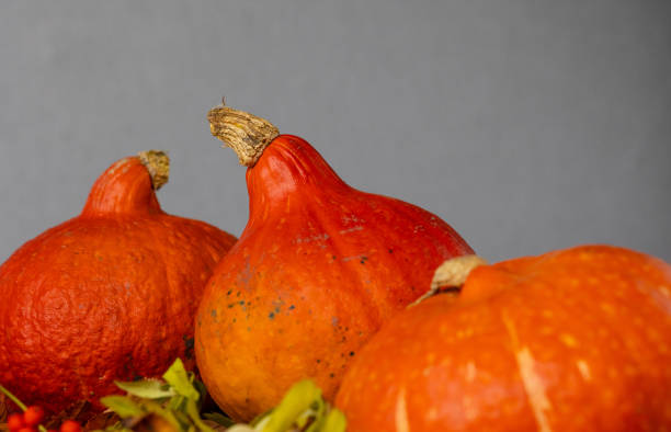 conceito de outono com uma abóbora em um fundo escuro com folhas de outono. celebrando o halloween e ação de graças - five objects audio - fotografias e filmes do acervo