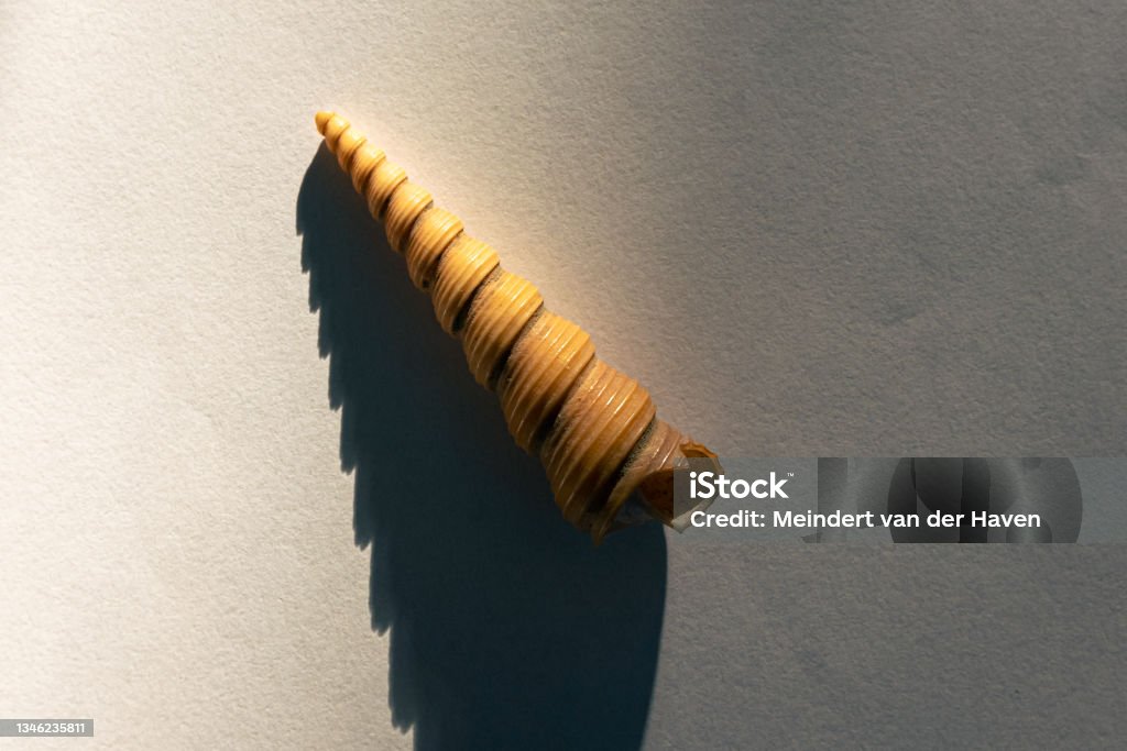 Shell Clam Tower Detailed Image Of A Common Tower Shell Stock Photo - Download Image Now ...