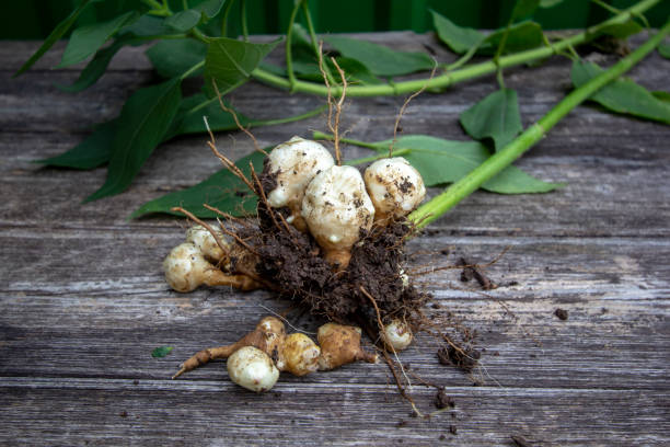 jerusalem artichoke on wooden background - jordärtskocka bildbanksfoton och bilder