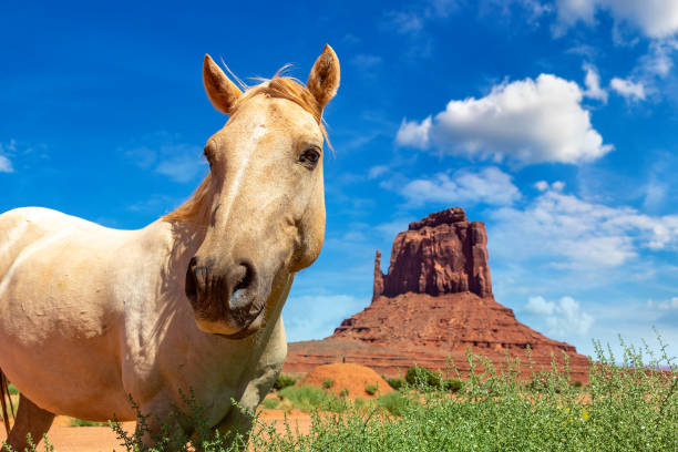 White horse at Monument Valley in a sunny day, Arizona, USA