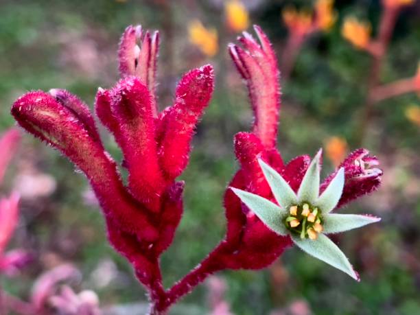 istock Flowering Kangaroo Paw Plant 1346237211