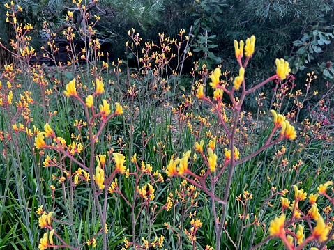 Horizontal closeup photo of a large group of green leaves and yellow flowers on Australian Kangaroo Paw plants growing in a garden in Spring