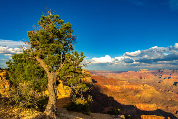 istock Grand Canyon National Park at sunset 1346238191