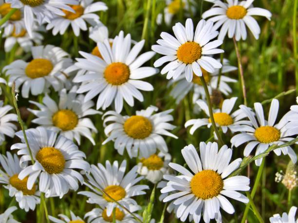 istock close up on flower petals 1346238603
