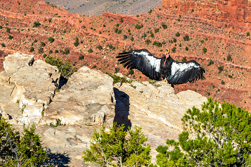 California Condor at Grand Canyon National Park in a sunny day, Arizona, USA