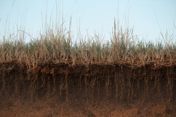 terre d’herbe et racines. herbe verte avec coupe transversale de terre. coupe transversale de la terre avec des racines et des couches de terre un jour d’été. coupe transversale du sol. - living organism part photos et images de collection