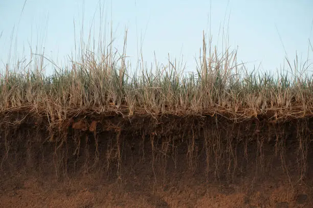 Grass earth and roots. Green grass with earth crosscut. Cross section of the earth with roots and layers of dirt on a summer day. Cross-section of the ground.