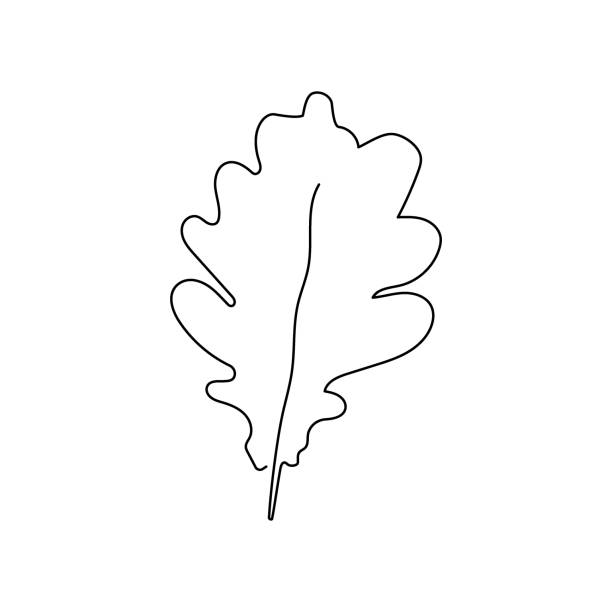 ilustrações de stock, clip art, desenhos animados e ícones de oak leaf continuous line drawing. one line art of tree leaves, herb, plants. - oak leaf oak tree acorn season