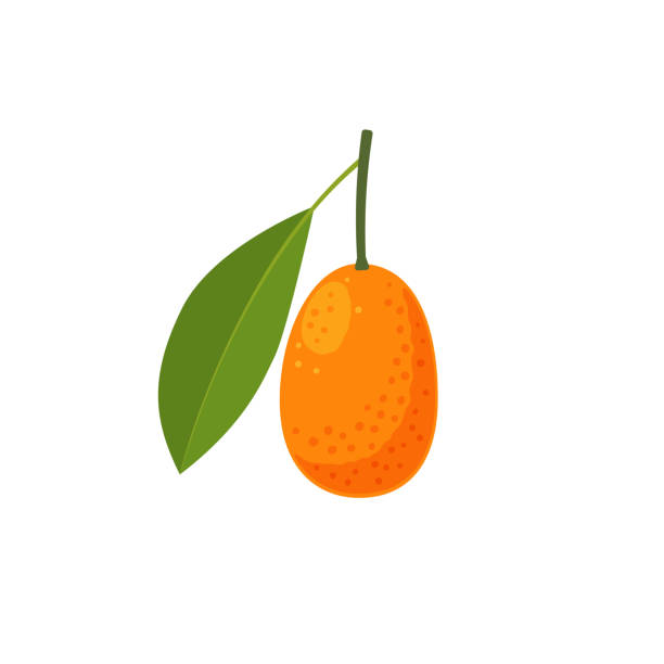 ilustraciones, imágenes clip art, dibujos animados e iconos de stock de cítricos kumquat con hoja - kumquat