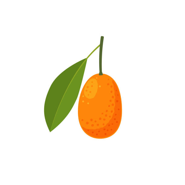 Kumquat citrus fruit with leaf Kumquat citrus fruit with leaf in flat style. Vector illustration isolated on white background kumquat stock illustrations