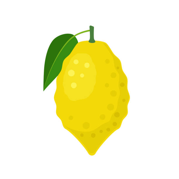 Citron citrus fruit with lea Citron citrus fruit with leaf in flat style. Vector illustration isolated on white background citron stock illustrations