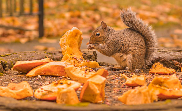 Squirrel eating pumpkin in autumn