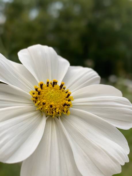 istock Close-up white flower, macro photo 1346243571