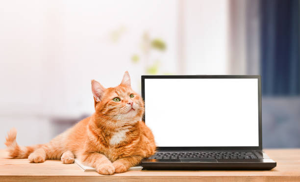 ginger cat and laptop ginger cat and laptop on table on blurred background of room, concept of work at home ginger cat stock pictures, royalty-free photos & images