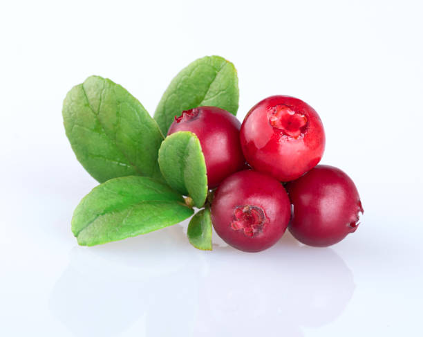 Young fresh beautiful lingonberry with leaves, isolated on a white background with reflection Young fresh beautiful lingonberry with leaves, isolated on a white background with reflection lingonberry stock pictures, royalty-free photos & images