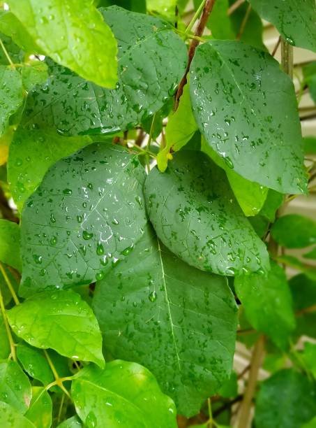 istock Wet green leaves hanging on a backyard decorative bush. 1346249123